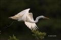 Great-Egret;Egret;Ardea-alba;Flying-Bird;action;active;aerodynamic;behavior;flig